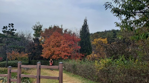 화성_우리꽃식물원_국화전시회