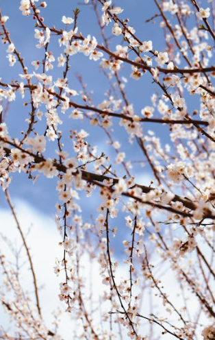 2025년 서울 벚꽃개화시기 예측(+서울 벚꽃 명소추천)