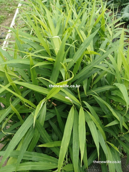 생강 효능을 설명하기 위한 실제 생강밭에서 자라는 생강 식물 잎과 줄기의 모습
