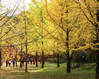 홍천 은행나무숲_6