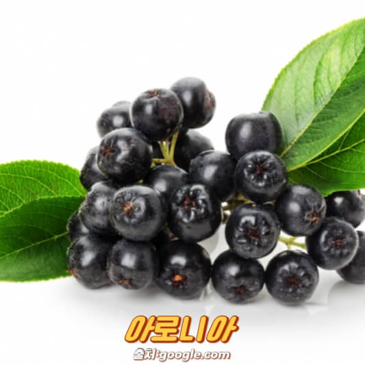 아로니아