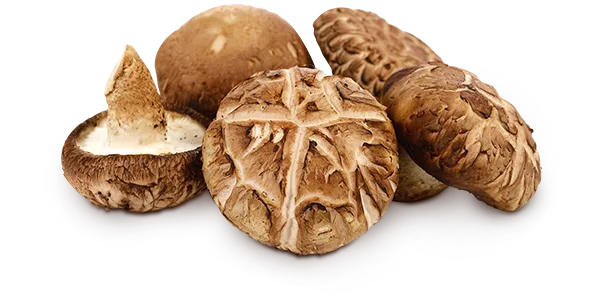 표고버섯 효능_8