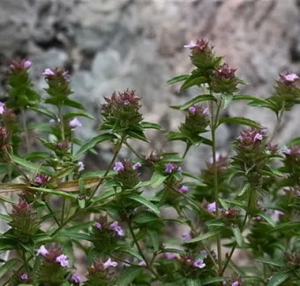 약용식물 가는잎산들깨 석향유 여름철 한방재 건강 효과_27