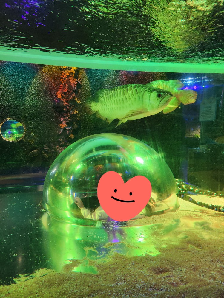 물고기를 보고 있는 아이들