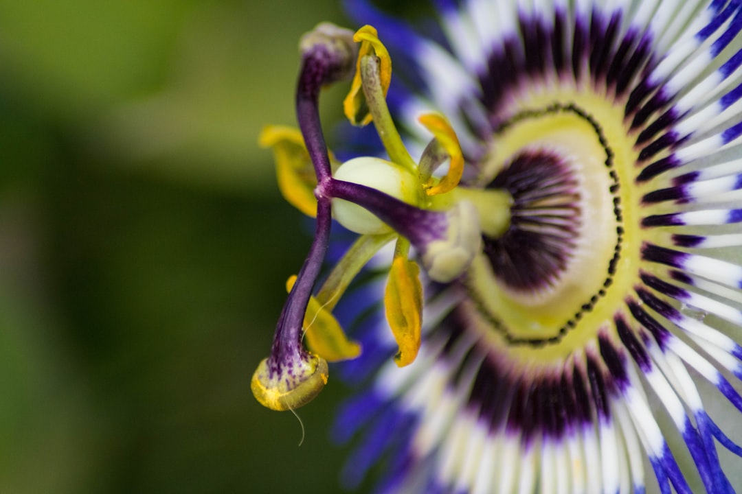 Passionflower