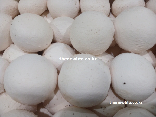 양송이버섯 효능의 칼륨과 렌티나신 성분이 혈관 건강에 작용하는 실물 사진