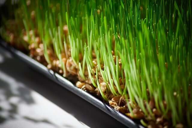 새싹보리 수경재배 모습