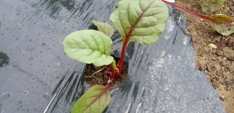 적근대 재배 씨 뿌림 솎음 수확 색 유지_8