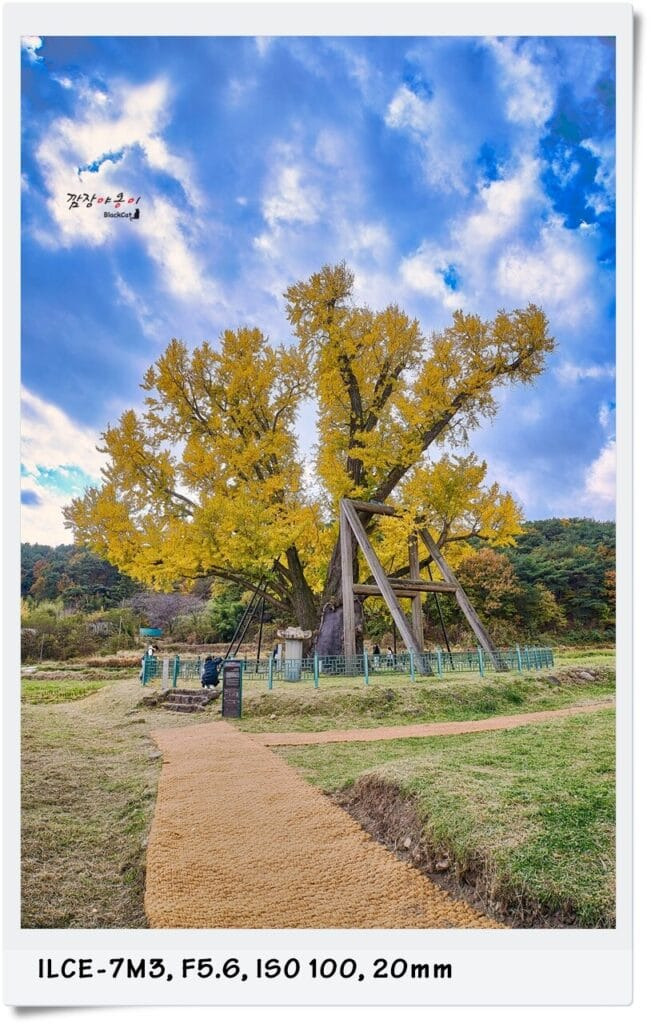 울산 울주군 두서면 구량리 은행나무 전체 모습