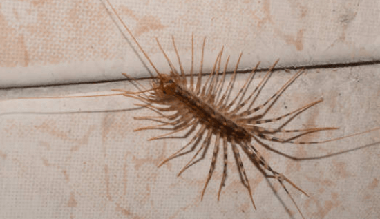 돈벌레 생기는 이유