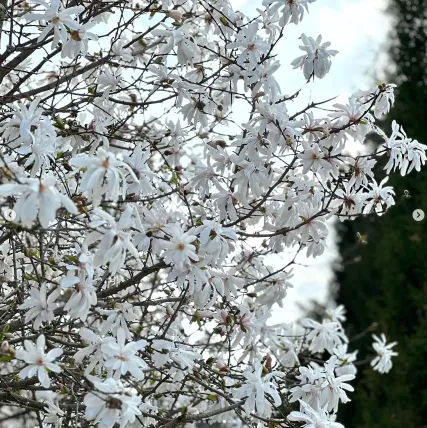 피나클랜드 불꽃축제 튤립 수선화 축제 체험 1