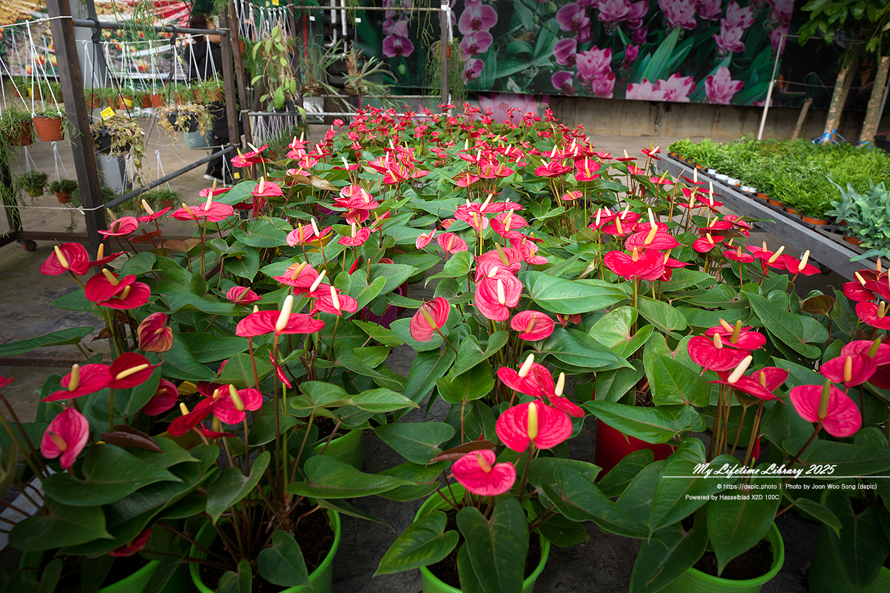 식물원 아산 세계꽃식물원 온실 꽃