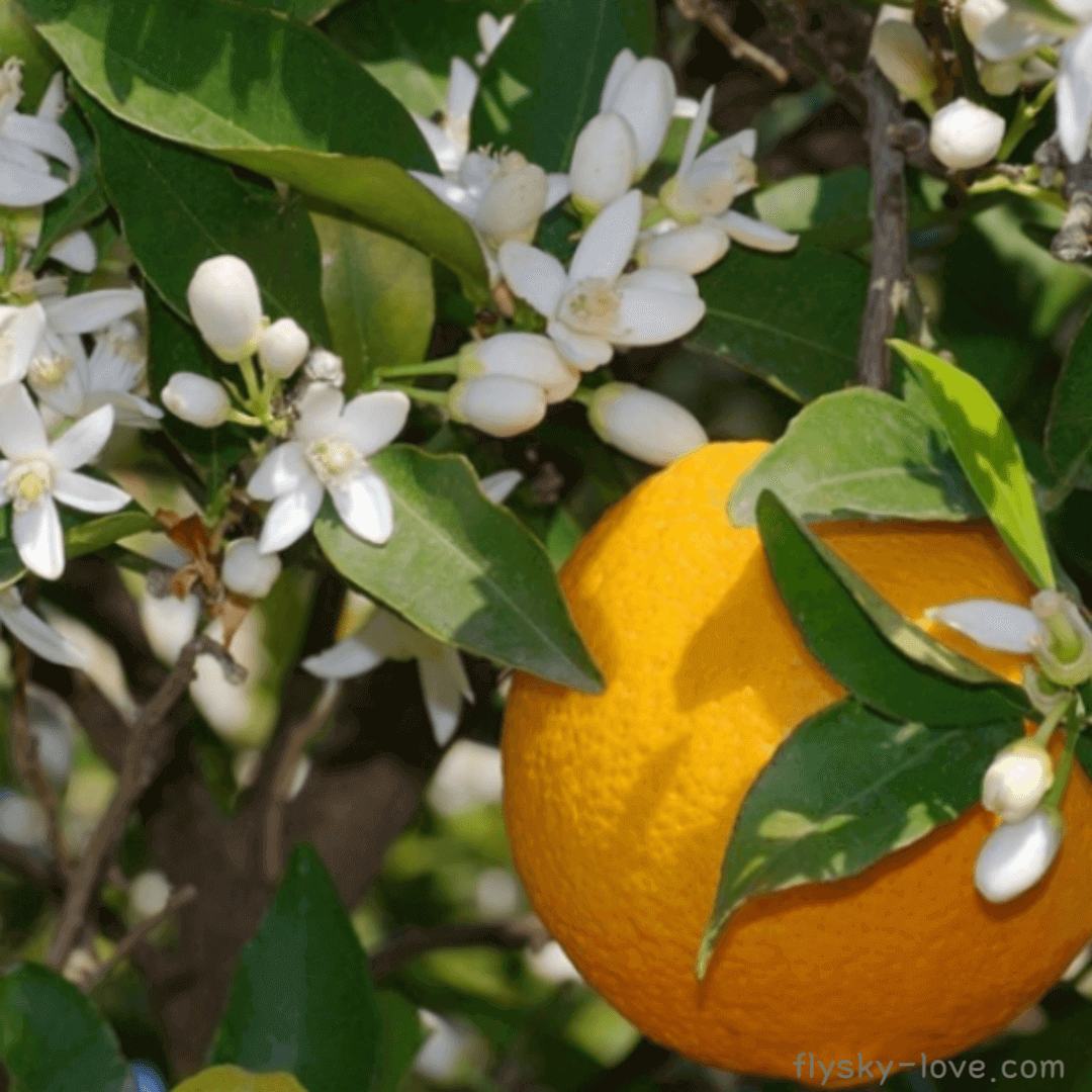 페티그레인 (Petit grain), 페티그레인 오일