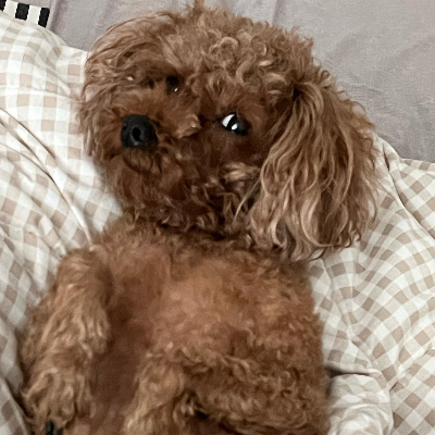 강아지 건강검진