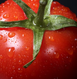 토마토 효능 부작용 고르는법 칼로리