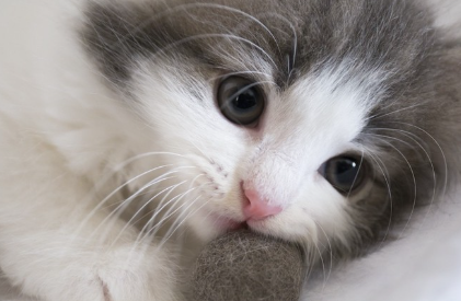 털볼을 가지고 노는 새끼고양이 업.