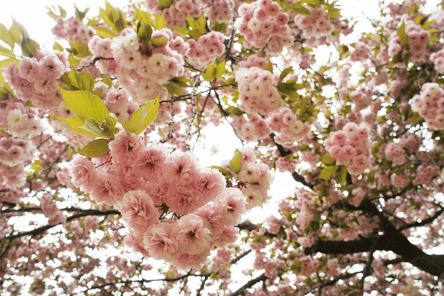 개심사 청벚꽃 개화시기