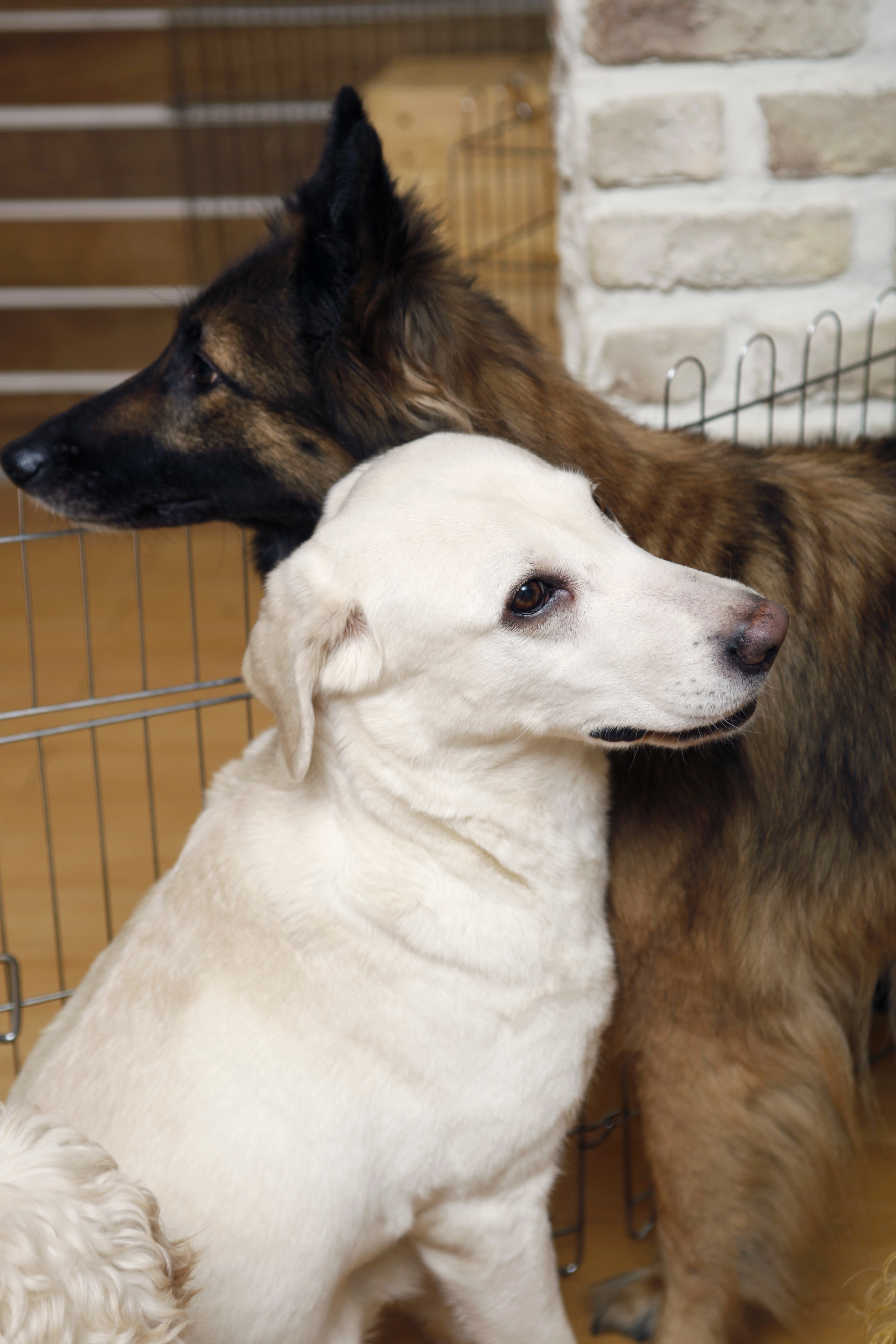 강아지 두마리 사진