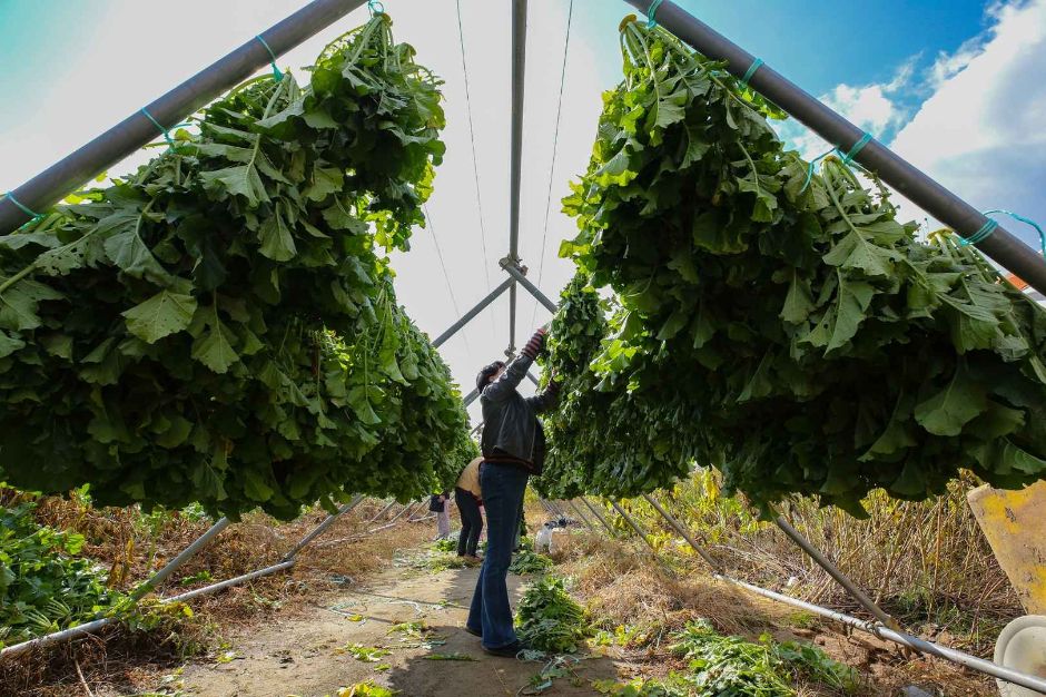 11월 지역 축제 강원 세종 대전 가을 축제
