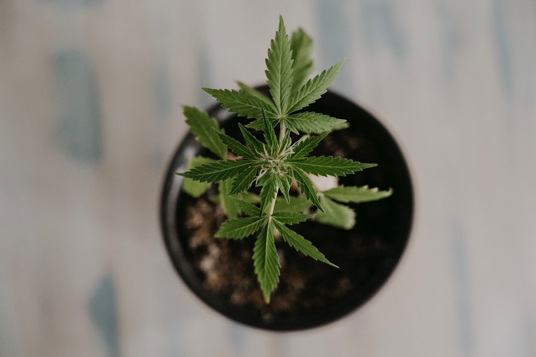 Hemp