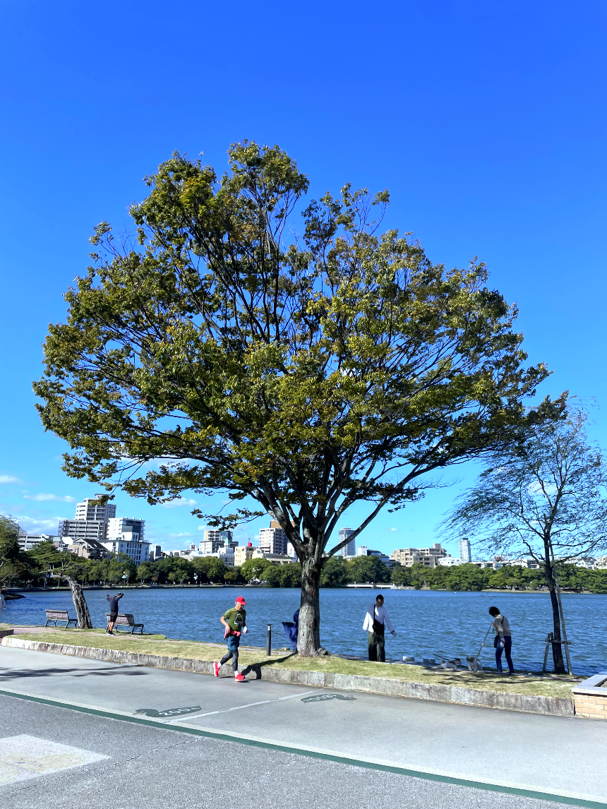 후쿠오카 미술관 고목