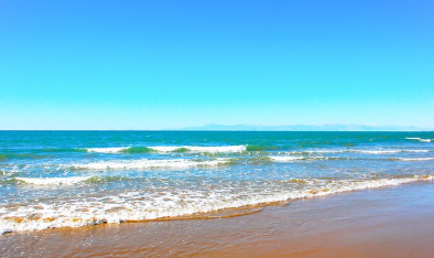 소나무가 들려주는 바다의 기억