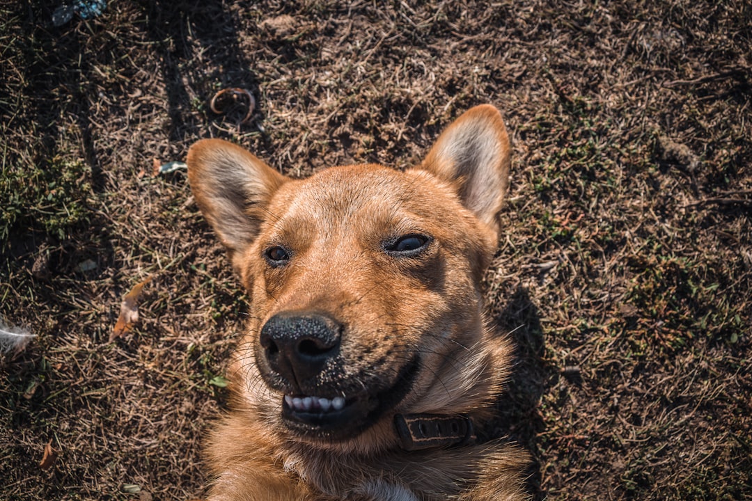 Dog