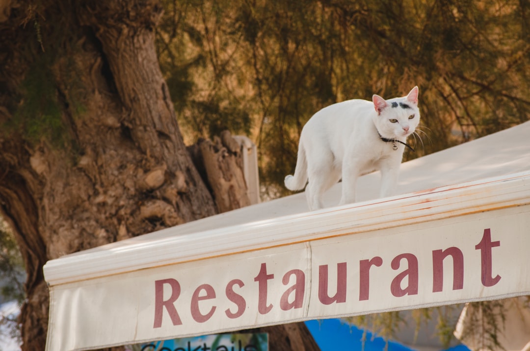 Pet-friendly restaurant