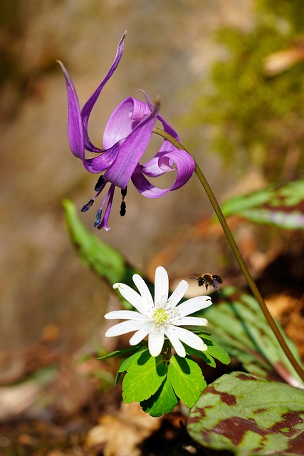 화담숲 입장및 모노레일 예약방법 (온라인 예약 절차 정리)