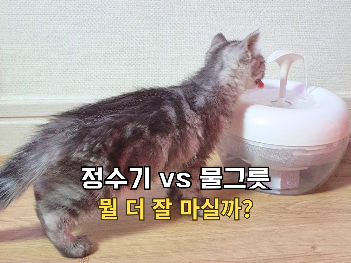 "정수기 vs 물그릇 뭘 더 잘 마실까?" 텍스트가 적힌, 반려동물 정수기에서 물을 마시고 있는 아기 고양이 별찌의 모습