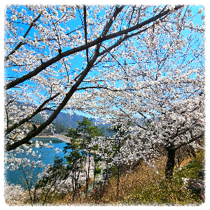안태호