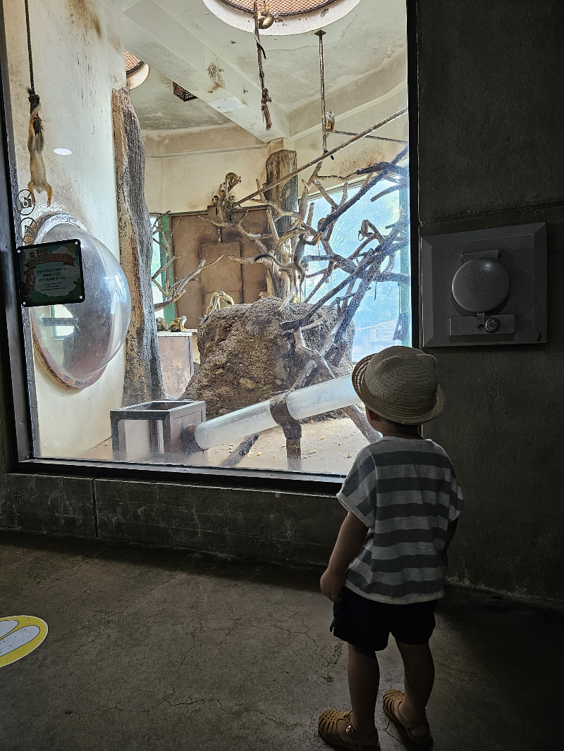 실내 전시관 원숭이