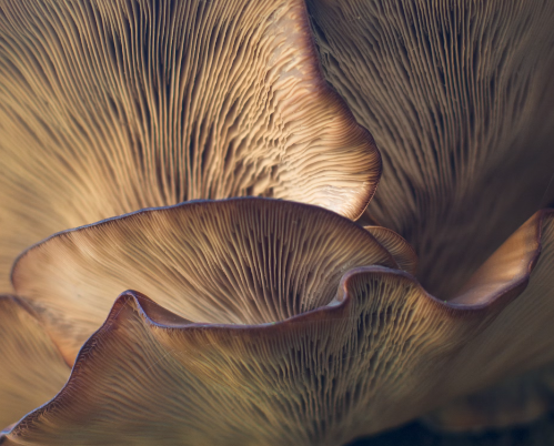 상황버섯 끓이는 법