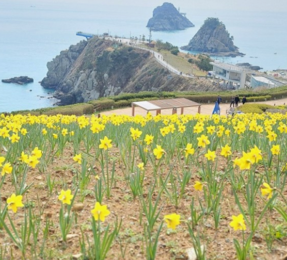 전국수선화명소