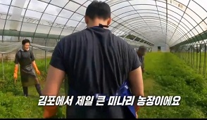 미나리농장