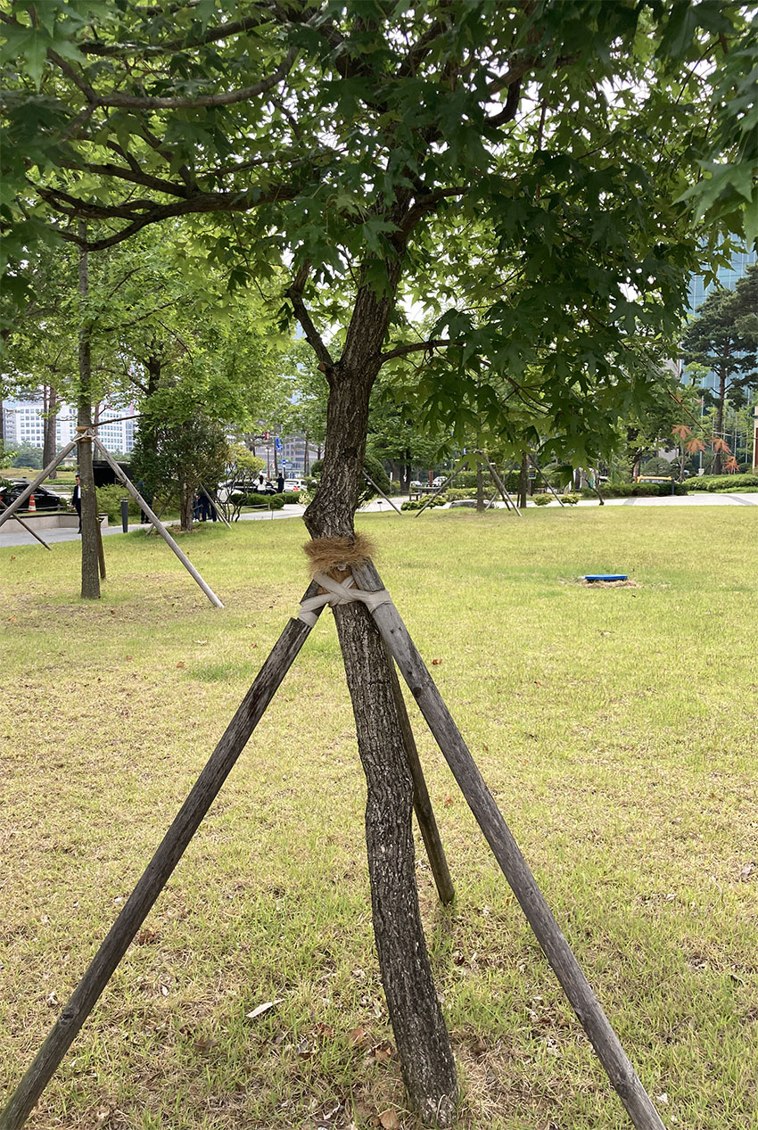고로쇠나무