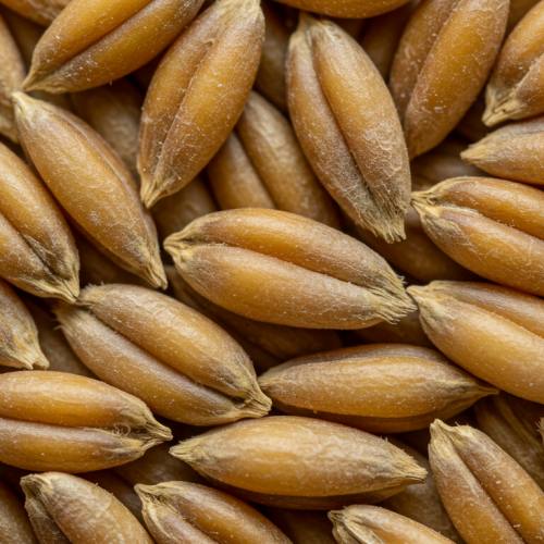 카무트효소 많이든 곡물 사진