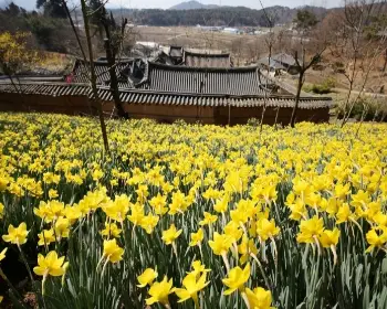 서산 유기방 가옥 수선화 축제_4