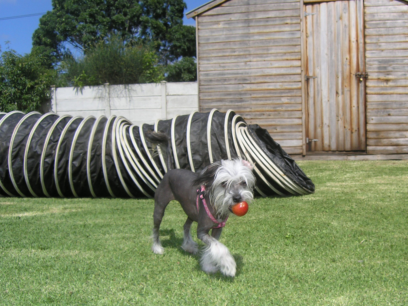 훈련 받는 강아지 사진