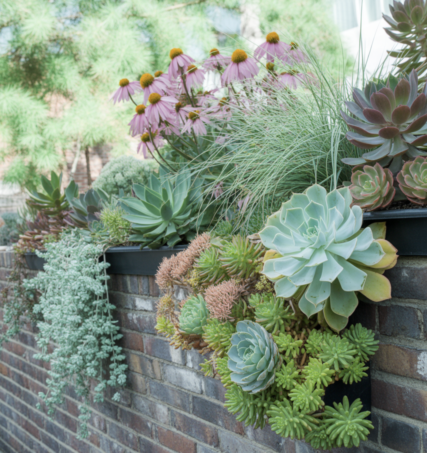 &amp;#39;게으른 정원사&amp;#39;를 위한 최고의 식물