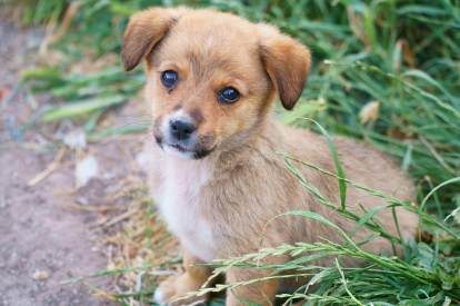강아지의 그루밍과 위생 관리