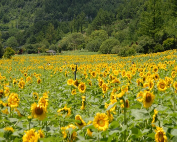 태백 해바라기 축제 가는 길_7