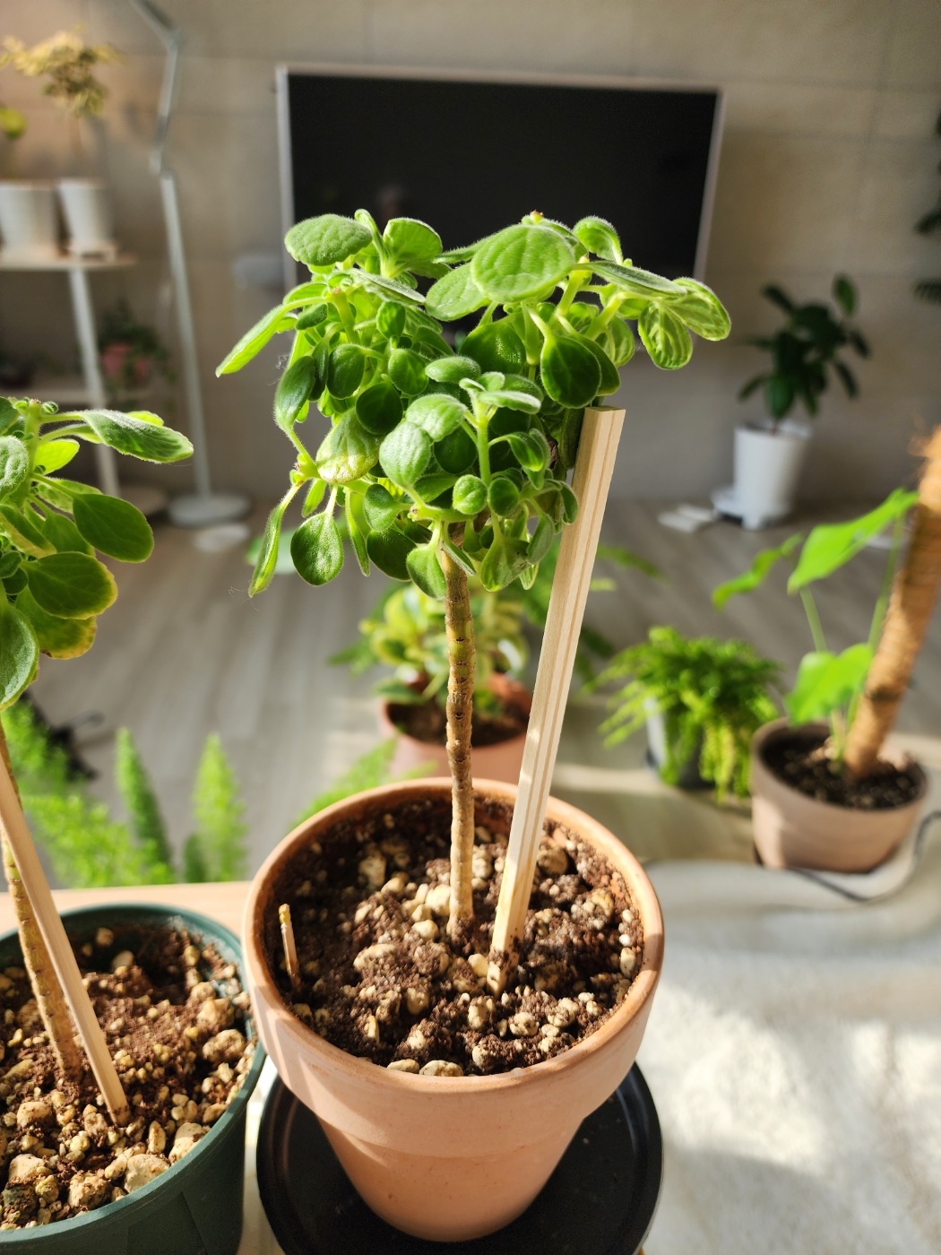 순따기를 해준지 얼마 되지않은 장미허브