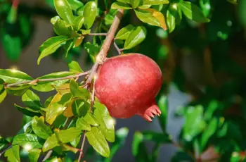 석류 효능 및 영양성분&amp;#44; 주의점