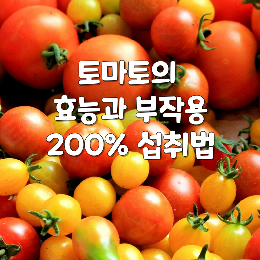 토마토