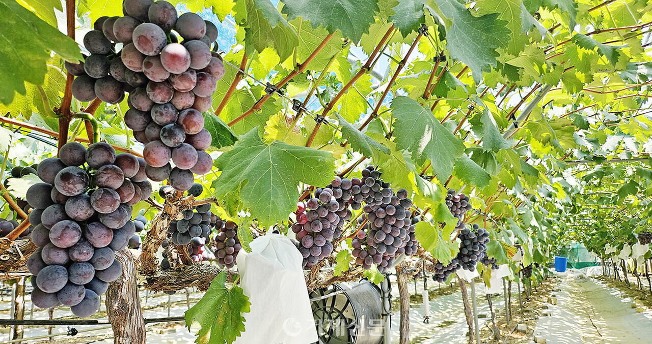 거제 둔덕 포도밭과 포도송이