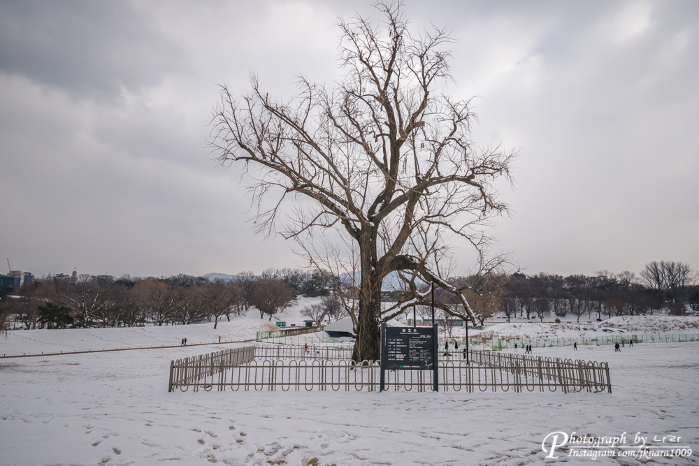 올림픽공원 보호수