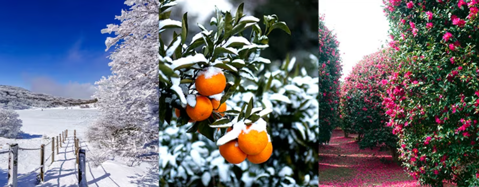 제주도 겨울 설경