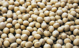 대두콩