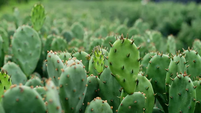 드라세나 키우기 물주기 가지치기 번식방법 흙배합 가이드_2